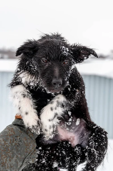 Portret van een schattige zwarte pup met droevige ogen op een winterdag tegen de achtergrond van sneeuw — Stockfoto