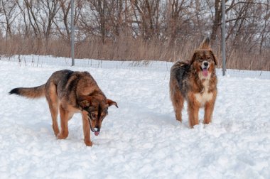 İki büyük güzel kırmızı köpek, dilleri dışarıda, oyun oynadıktan sonra nefeslerini tutmaya çalışıyorlar.