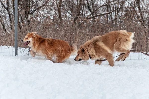 Grandes perros rojos hermosos corren en una zona cubierta de nieve en el campo en el clima de invierno —  Fotos de Stock