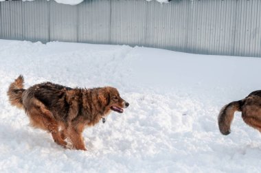 Güzel kızıl saçlı büyük bir köpek kar platformunda diğerinin kuyruğunu kovalıyor.