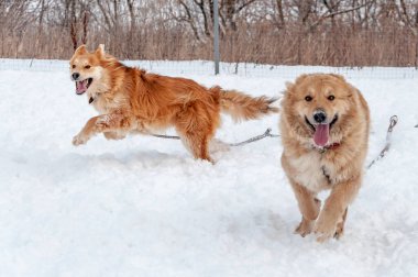 Large beautiful red dogs run on a snow-covered area in the countryside, enjoying an outdoor walk