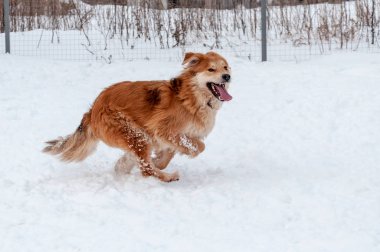 Büyük, güzel, kırmızı bir köpek karda koşup oynuyor.