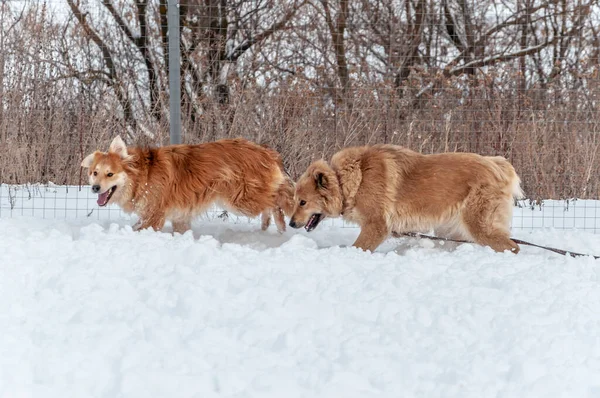 Duże, piękne czerwone, wesołe psy biegają radośnie po zaśnieżonym terenie wsi — Zdjęcie stockowe