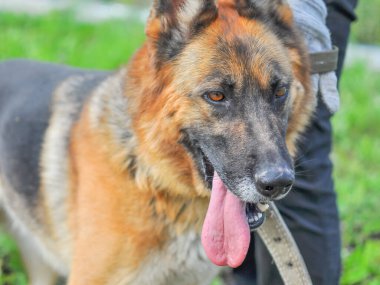 Güzel bir Alman çoban köpeğinin, ağzı açık ve dili çıkık, bir yaz ya da bahar günü sahibinin ayaklarının dibinde duran bir fotoğrafı.