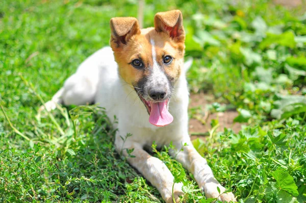 緑の芝生の上に横たわる赤い頭のかわいい白い子犬は その舌で晴れた日にカメラを見て — ストック写真