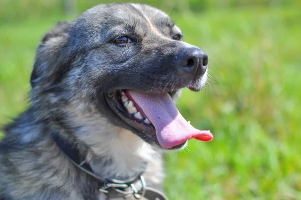 Close up of the head of a beautiful gray and beige dog with an open mouth and a protruding tongue in the bright sunlight