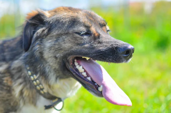 開いた口と明るい日差しの中で突き出た舌を持つ美しい灰色とベージュの犬の頭の近くに — ストック写真