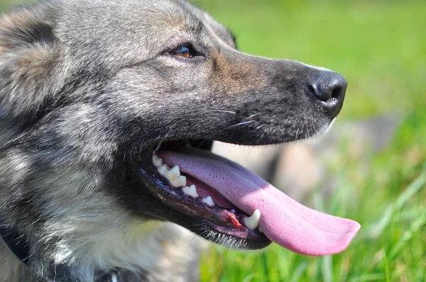 開いた口と明るい日差しの中で突き出た舌を持つ美しい灰色とベージュの犬の頭の近くに — ストック写真