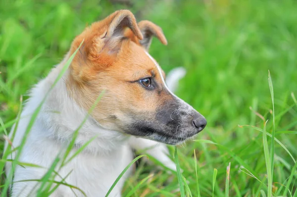 Lindo Cachorro Blanco Con Cabeza Roja Sentado Sobre Hierba Verde —  Fotos de Stock