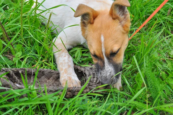 古い村のウィッカーで赤い頭のニブルを持つかわいい白い子犬新鮮な草の上に横たわる靴 — ストック写真