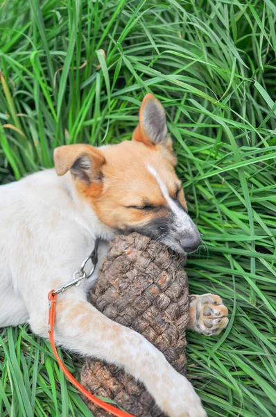 Joli Chiot Blanc Avec Une Tête Rouge Grignote Sur Une — Photo