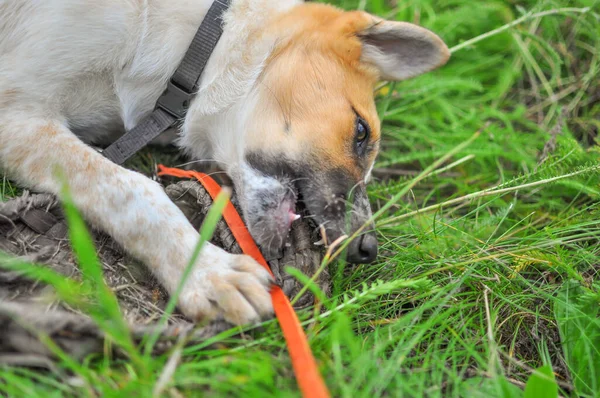 古い村のウィッカーで赤い頭のニブルを持つかわいい白い子犬新鮮な緑の草の上に横たわる靴 — ストック写真