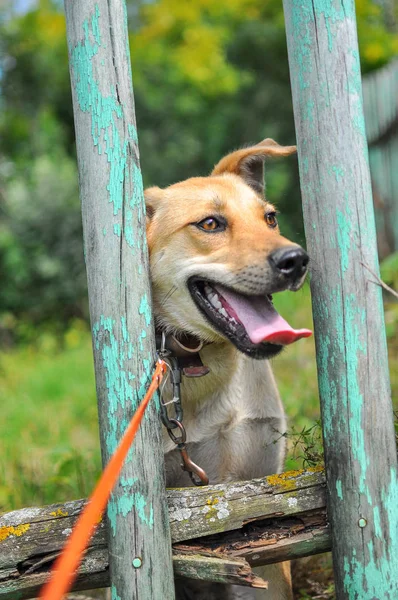 黄色い目と耳が異なる方向を向いている面白い犬は 明るい日差しの中で舌が突き出ている古い木製の柵を見ています 垂直写真 — ストック写真