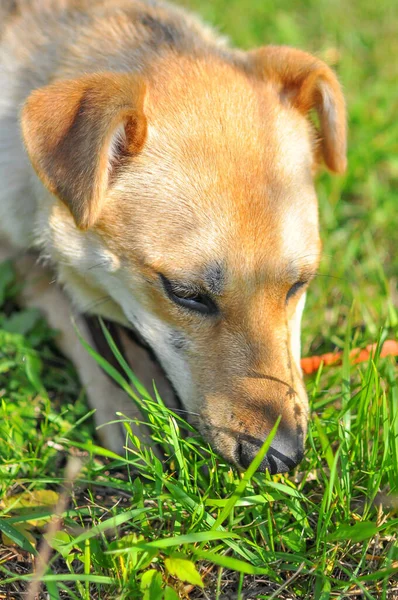 犬は草の中でその注目を集めているいくつかの香りを熱心に嗅いでいます 閉めろ 垂直写真 — ストック写真