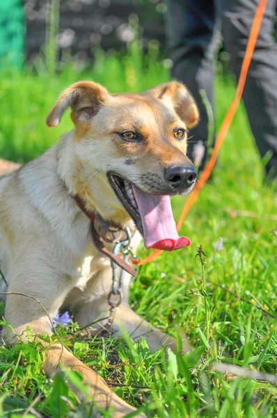 黄色い目の美しい犬が外に舌を持つ新鮮な緑の芝生の上にあります 閉めろ 垂直写真 — ストック写真