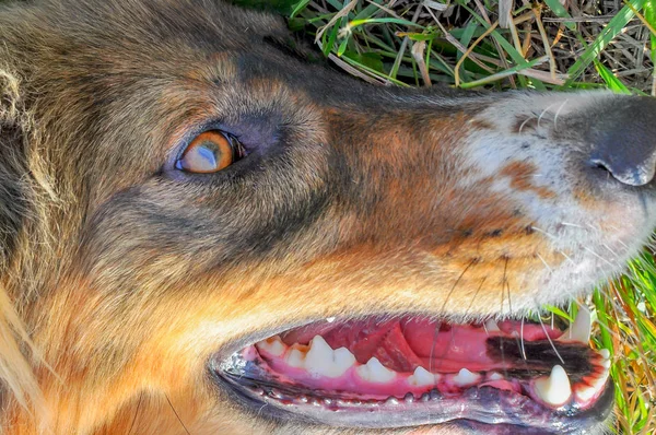 Close Dos Olhos Dentes Belo Cão Vermelho Preto Deitado Grama — Fotografia de Stock