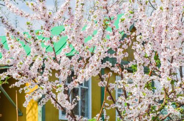 Güneşli bir bahar gününde bahçede açık pembe çiçek açan Japon kirazı. Arka planda yeşil çatılı sarı yazlık ev