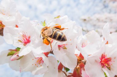 Güneşli bir bahar gününde, yumuşak pembe çiçekli Japon kirazı. Arılar kiraz çiçeklerini döller ve nektar toplarlar. Yumuşak odak