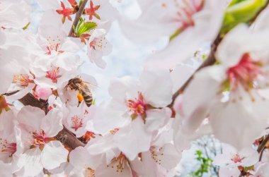 Güneşli bir bahar gününde, yumuşak pembe çiçekli Japon kirazı. Arılar kiraz çiçeklerini döller ve nektar toplarlar. Yumuşak odak