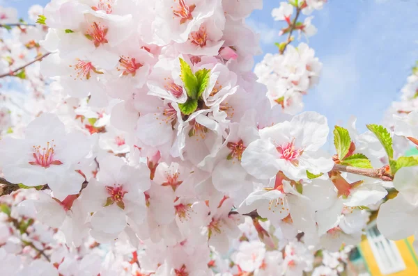 Soft pink blooming Japanese cherry close-up on a Sunny spring day. Soft focus