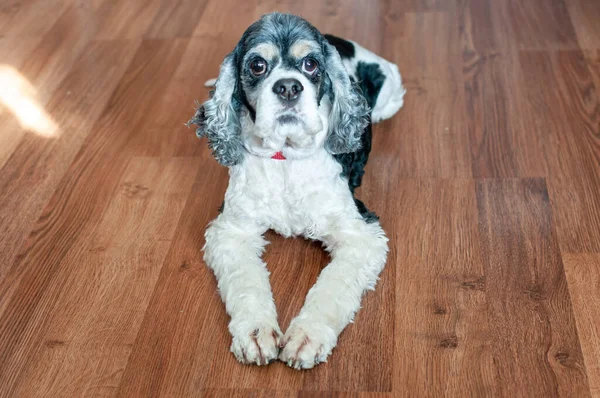 Bonito Adulto Americano Cocker Spaniel Tricolor Com Olhos Abertos Encontra — Fotografia de Stock