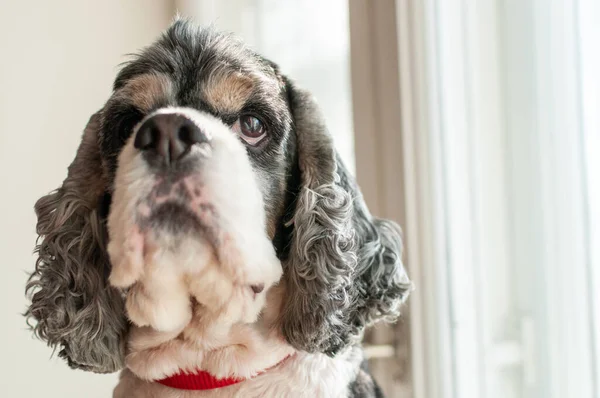 Adulto Bonito Americano Cocker Spaniel Três Cores Com Colar Vermelho — Fotografia de Stock