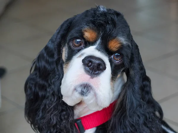 Bonito Adulto Puro Tricolor Americano Cocker Spaniel Com Olhos Abertos — Fotografia de Stock