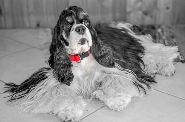 Lindo Adulto Raza Pura Tricolor Cocker Americano Spaniel Interior Perro —  Fotos de Stock