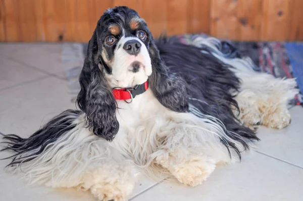 かわいい大人の純白の三色アメリカのコッカー スパニエル屋内 茶色い眉の黒と白の犬がカメラを見ている 自然光 — ストック写真