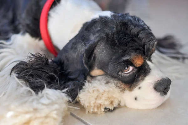 Bonito Adulto Puro Tricolor Americano Cocker Spaniel Encontra Tapete Dentro — Fotografia de Stock