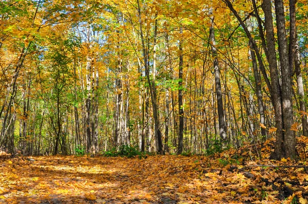 Осенний Лесной Переулок Солнечный День Тропа Которая Уходит Глубоко Лес — стоковое фото