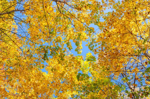 Colorido Bosque Otoñal Brillante Día Soleado Coronas Árboles Con Hojas —  Fotos de Stock
