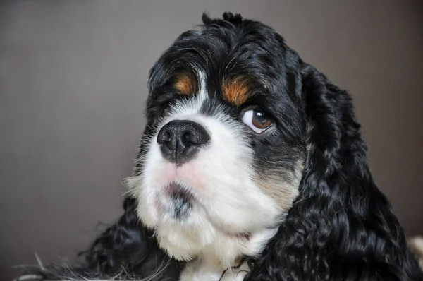 Bonito Puro Sangue Tricolor Americano Cocker Spaniel Dentro Casa Close — Fotografia de Stock