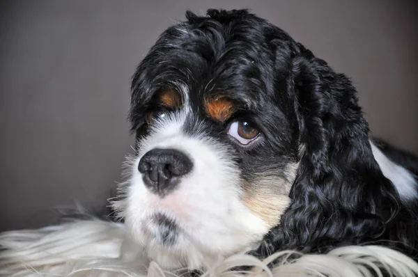 可爱的纯色三色美国可可卡犬室内特写 一只有着棕色眉毛的纯种黑白相间的狗看着摄像机 自然光 — 图库照片