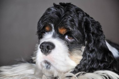 Şirin safkan Amerikan Cocker Spaniel kapalı mekanda üç renkli. Kahverengi kaşlı, siyah beyaz bir safkan köpek kameraya bakar. Doğal ışık.
