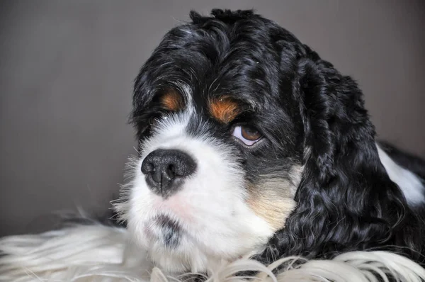 Bonito Puro Sangue Tricolor Americano Cocker Spaniel Dentro Casa Close — Fotografia de Stock