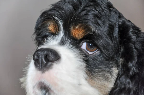 可爱的纯色三色美国可可卡犬室内特写 一只有着棕色眉毛的纯种黑白相间的狗看着摄像机 自然光 — 图库照片