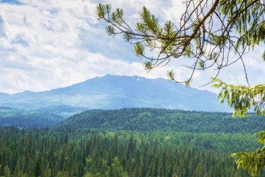 Beautiful view. Mountain, forest, and pine.