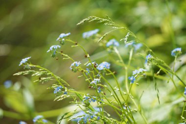 Flowering forget-me-nots in nature. A pretty plants with bright blue flowers.              