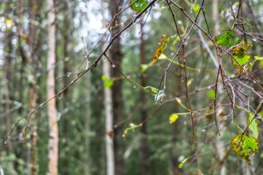 Ormandaki bir dalda yağmur damlaları