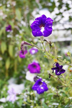 Baharda karla kaplanmış bahçe çiçekleri.        