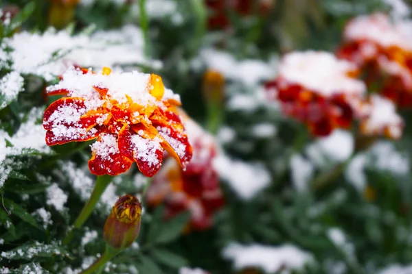 Garden Flowers Sprinkled Snow Spring — Stock Photo, Image