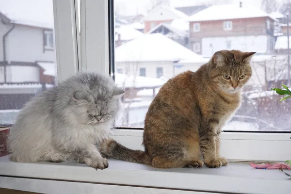 Két Macska Ablakpárkányon — Stock Fotó
