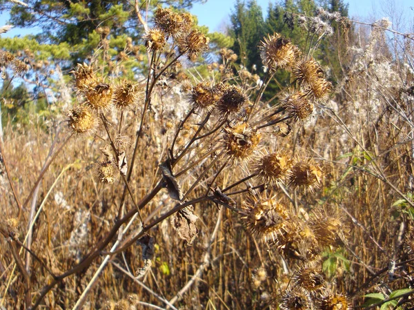 Buisson Jaunâtre Une Bardane Par Une Journée Ensoleillée Automne — Photo