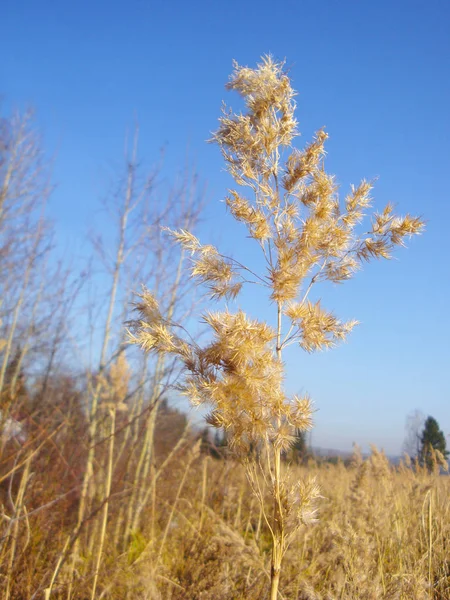 秋晴れの日の黄色い野草 — ストック写真