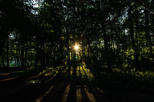 Luz Del Sol Poniente Rompiendo Troncos Árboles Sendero Forestal — Foto de Stock