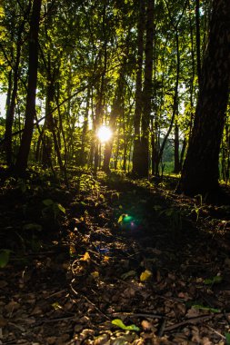  Sıcak yaz günbatımı güneşi ağaçlardan oluşan sık bir orman yaratıyor.