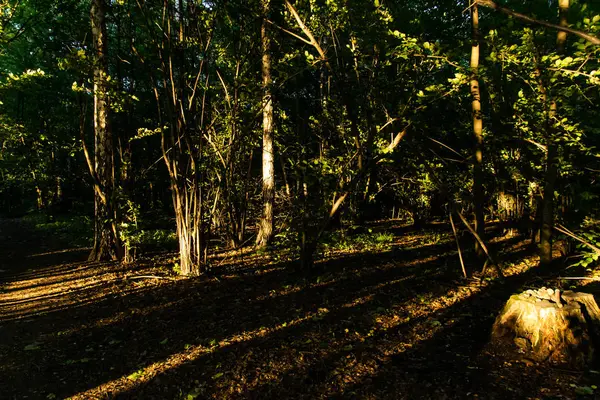 Warm Summer Sunset Sun Making Its Way Dense Forest Trees — Stock Photo, Image