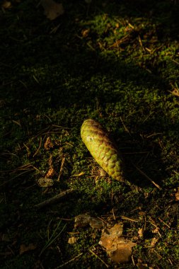 Taze köknar konisi yosun halısında yatıyor.