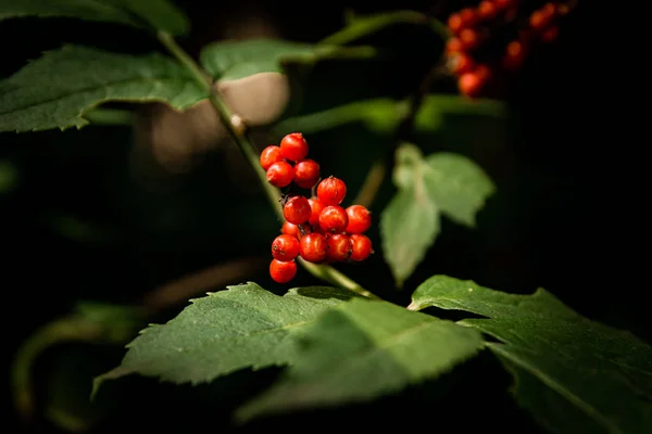 Giftige Rote Beeren Einem Strauch — Stockfoto